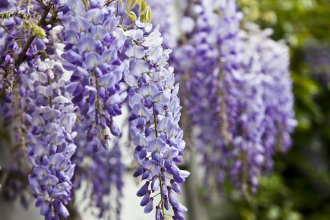 Sinine wisteria kevadel.