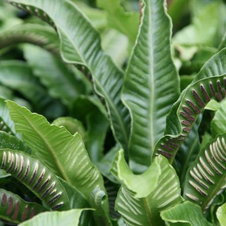 Asplenium skolopendrium