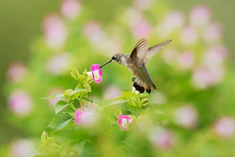 harilik kolibriin (archylochus colubris) on kolibri liik, kes tavaliselt veedab Kesk-Ameerikas talve ja rändab suveks Põhja-Ameerika idaosasse, et seda aretada. See on kaugelt levinuim kolibri põhjaosas Mississippi jõest ida pool. Ameerika