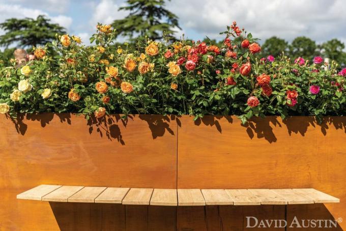 David austin, rooside vikerkaare installatsioon, Rhs Hampton Court Palace'i lilleshow, juuli 2021