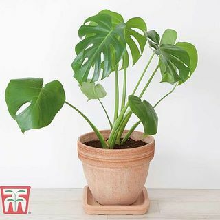 Monstera deliciosa, Šveitsi juustutehas