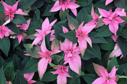 Pink Poinsettia, eksklusiivne Wyevale aianduskeskustele