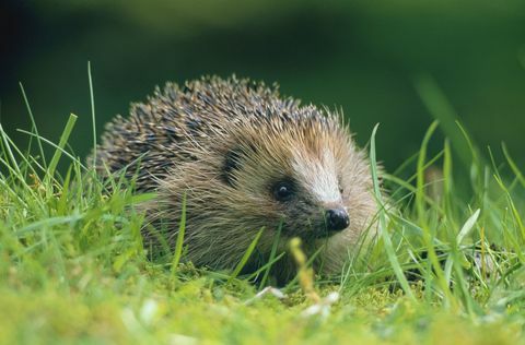 Siil (Erinaceus europaeus) Rohelise rohu peal Šoti maal