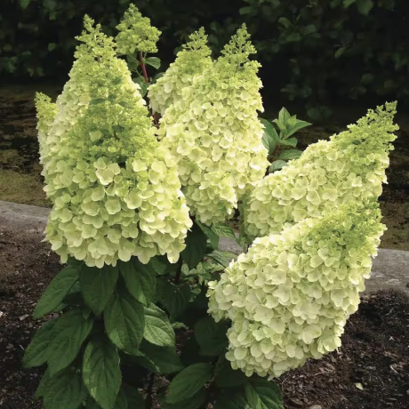 Hardy Hortensia põõsas