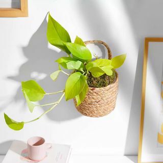 Trailing Pothos