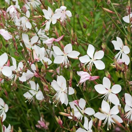 Gaura lindheimeri pruut - 