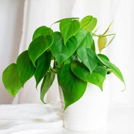 toataim südameleht philodendron viinapuu valges potis