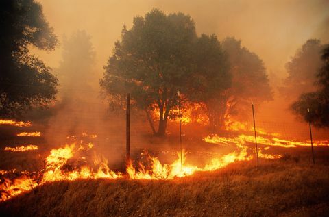 puidupuudus, metsatulekahjud Sonoma maakonnas, Kalifornias, USA-s