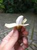 Musa tõeliselt pisike banaanipuu
