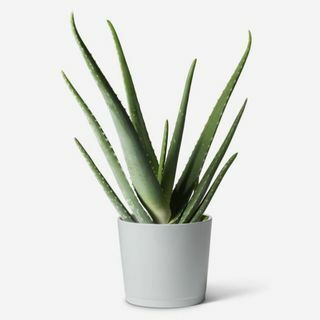 Aloe Vera taim