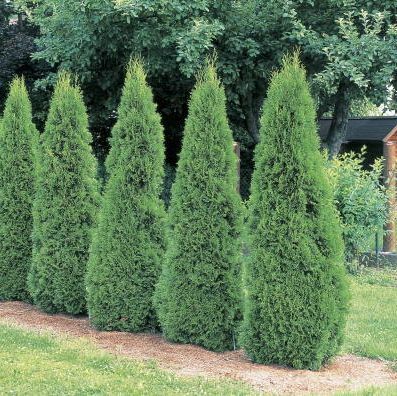 arborvitae puud