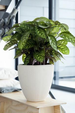 Wyevale aianduskeskused Calathea, 14,99 naela