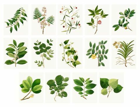 14 Vintage Botanicals - digitaalne allalaadimine