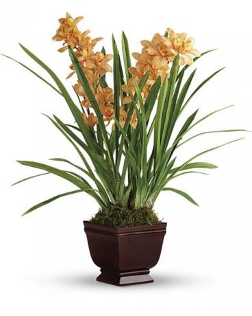 oranž cymbidium orhidee