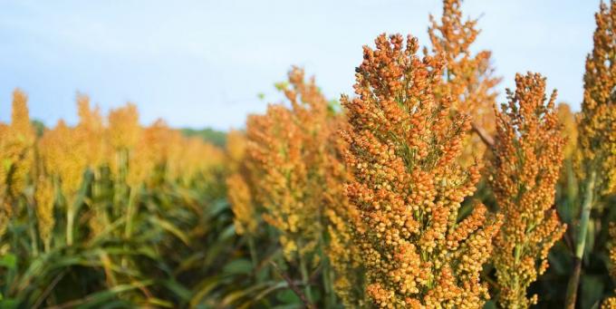 põllumajandus küps koristusvalmis teraviljasaak sorgo milo greenwoodi lähedal, Mississippi, USA