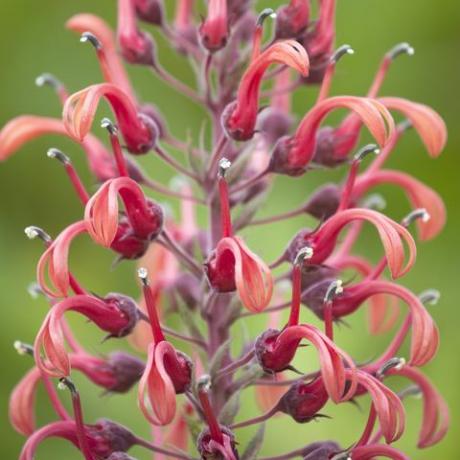 troopilised taimed, lobeelia tupa, kuraditubakas