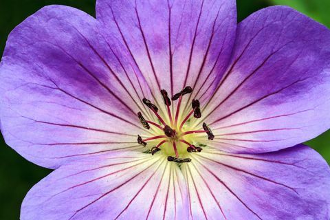 Mitmeaastane geranium Rozanne