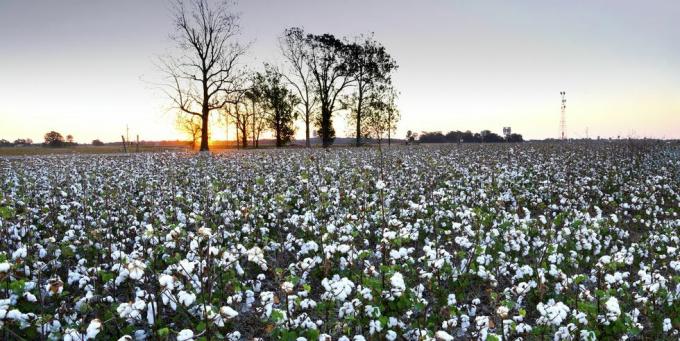 puuvillaväli, clarksdale, Mississippi