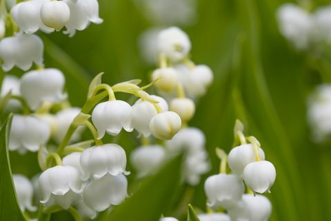 Maikelluke (Convallaria majalis)