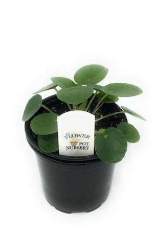 Pilea peperomioides, 4-tolline pott