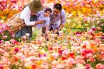 Miks peaksite külastama Carlsbadi rantšo lillepõlde?