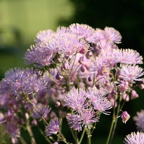 Thalictrum aquilegiifolium