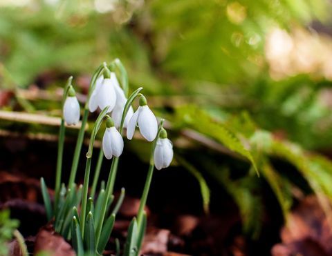 Looduslikult kasvavad lumikellukeste (Galanthus) kobarad