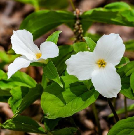 troopilised taimed, trillium grandiflorum