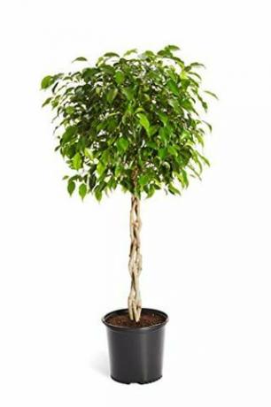 Punutud Ficus Tree, 3-4 jalga pikk