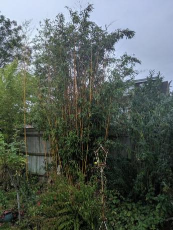 invasiivne bambus aias