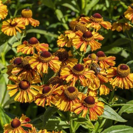 helenium autumnale 'lääne segu'