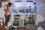 Koduakvaarium: akvaarium on põhimõtteliselt teie kodu jaoks elav kunst – siin on, kuidas seda hoida