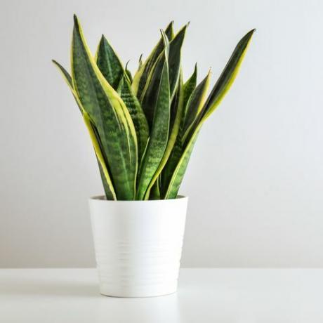 sansevieria taim potis valgel laual