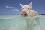 Bahama kuulsad ujuvad sead, kes on surnud pärast seda, kui turistid neile alkoholi annavad
