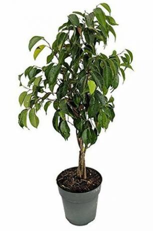 Punutud Ficus Tree, 6 "pott