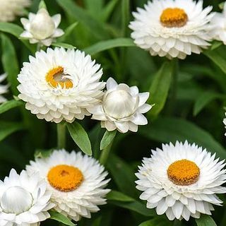 Xerochrysum Bracteatum, õlelill