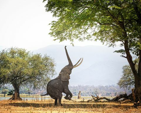 Aafrika elevant Boswell kahel jalal Mana Pools, Zimbabwe