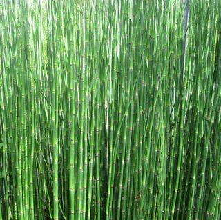 Küürimiskõrgused | Equisetum hyemale