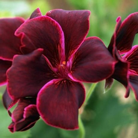 Pelargonium 