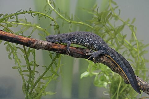 Harivesilik, Triturus cristatus