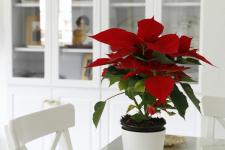 Poinsettia hooldus: kõik, mida jõululille kohta teada
