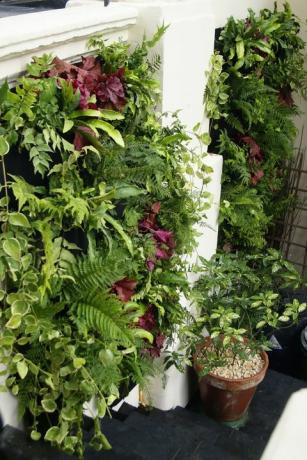 Woolly Pocket Living Wall Planter aiamaja disainilt, mis muudab teie enda kasvatamise veelgi lihtsamaks.
