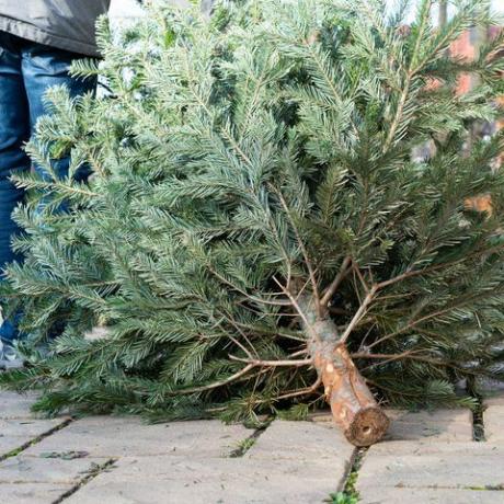 vana jõulupuu taaskasutamine