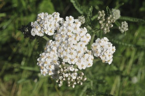 Yarrow (Achillea millefolium) lill