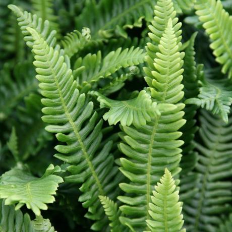 Blechnum vürtsikas