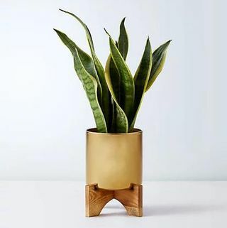 Sansevieria tina puidust alusega