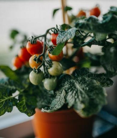 tomatite kasvatamine, kuidas tomateid kasvatada