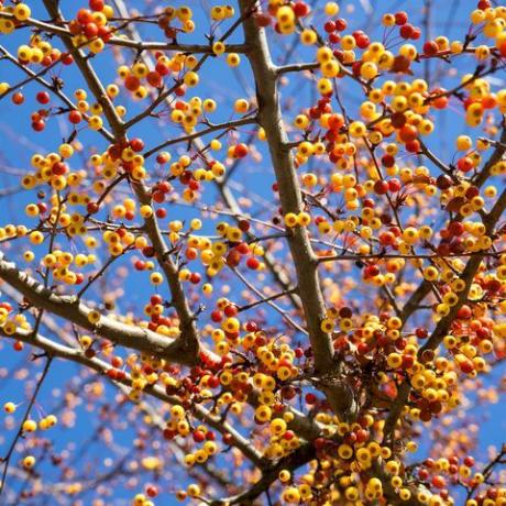 Jaapani dekoratiivse õunapuu malus toringo arvukate väikeste puuviljade sulgemine Saksamaal külmas novembris, kui puul pole juba lehti