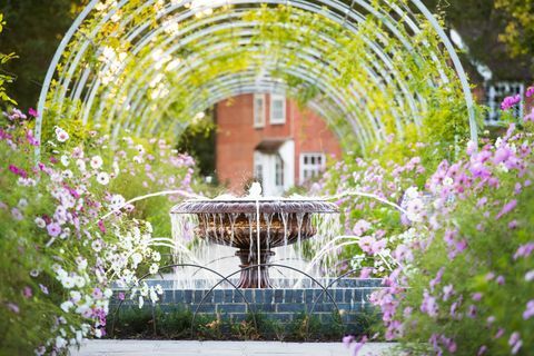 Wisteria Walk koos Kosmose lilledega septembris RHS Garden Wisley's