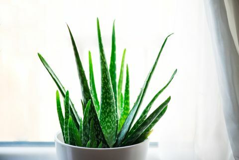 Aloe Vera taim valges lillepotis